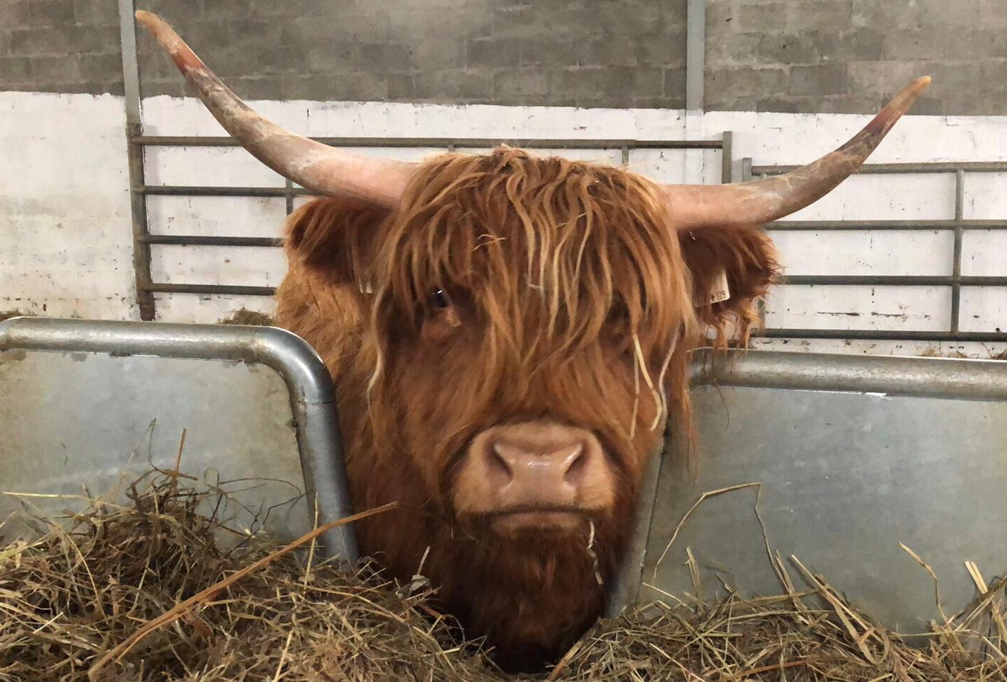 Highland Scozzesi - Salute animale